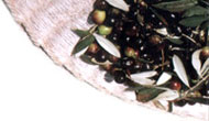 Erta di Quintole - Olio extravergine di oliva